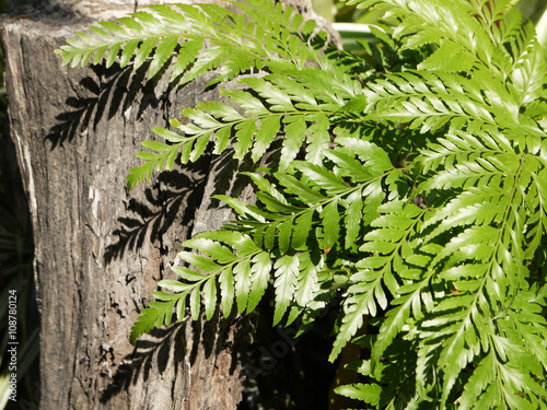 Fern on a stump photo