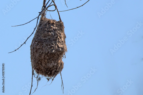 Nest of Eurasian penduline tit