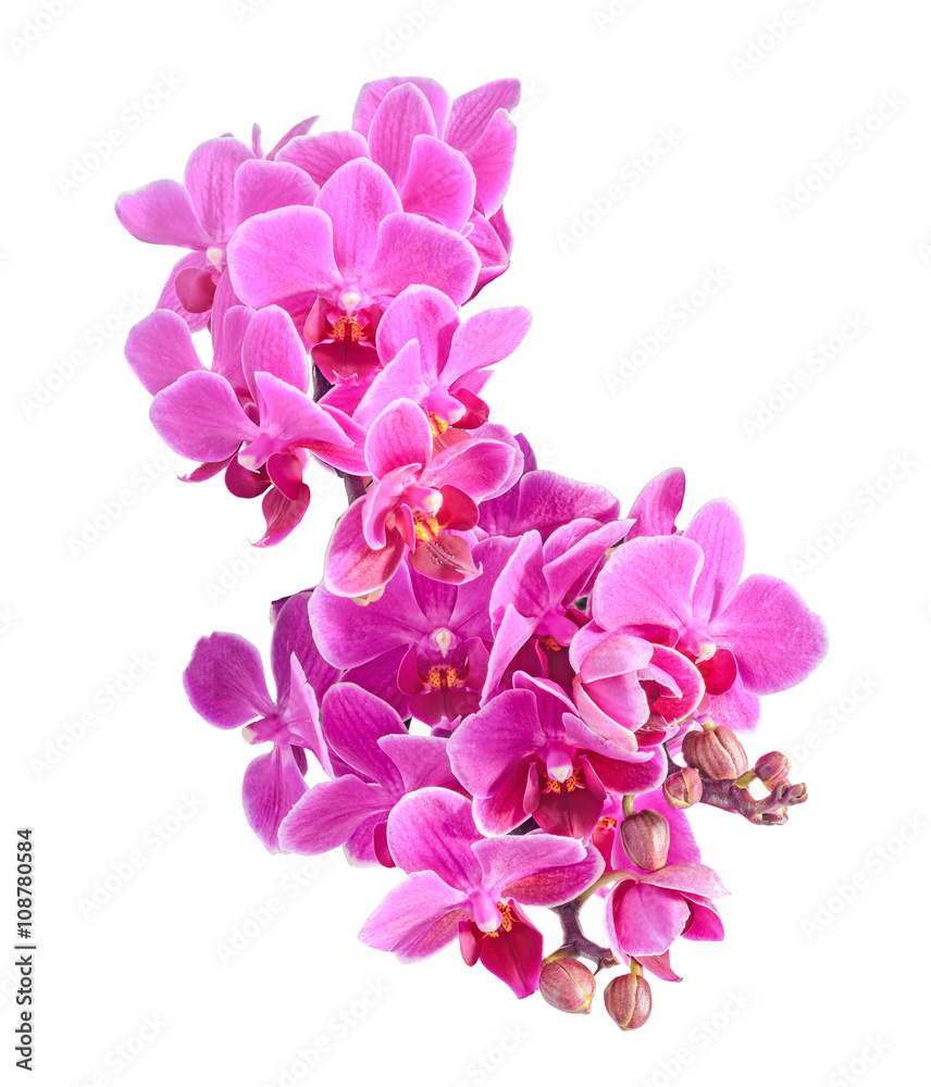 Fototapeta premium Purple, pink orchids flowers, Orchidaceae, Phalaenopsis isolated