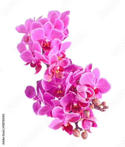 Purple  pink orchids flowers  Orchidaceae  Phalaenopsis isolated