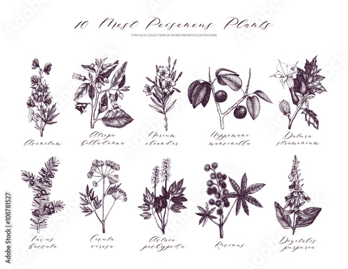  Vector Most Poisonous Plants Collection. Botanical hand drawn illustration. Vintage noxious plants sketch set  photo