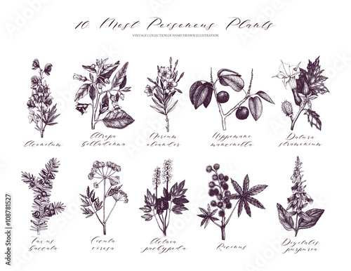  Vector Most Poisonous Plants Collection. Botanical hand drawn illustration. Vintage noxious plants sketch set 