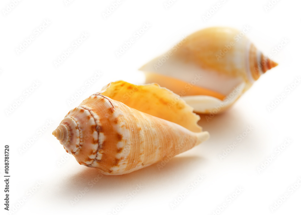 Seashells on white background in closeup