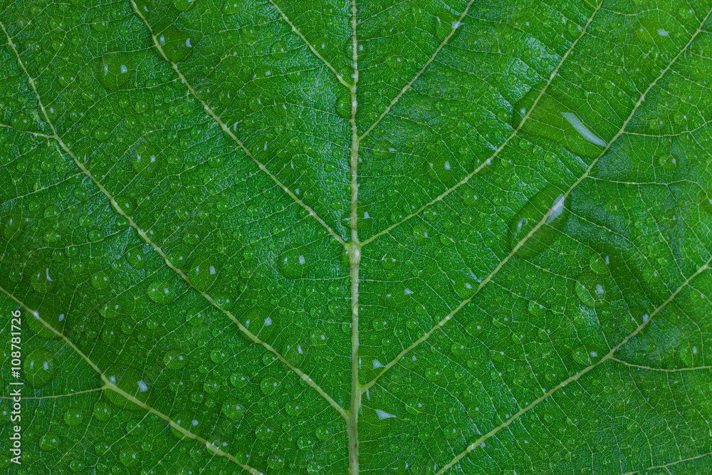 Fototapeta premium Water droplets on a green leaf.