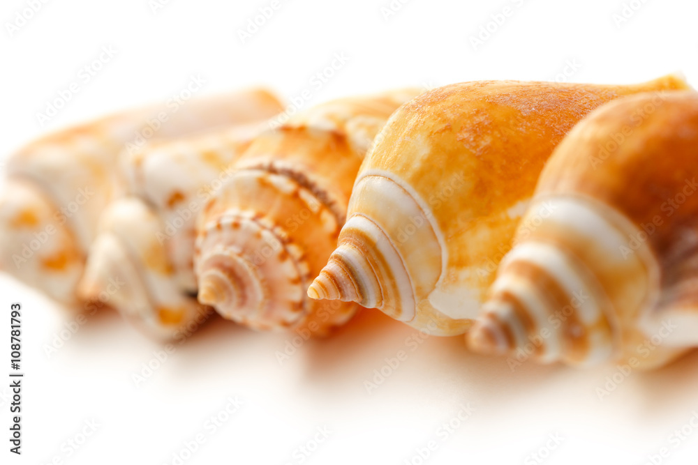 Many seashells on white background