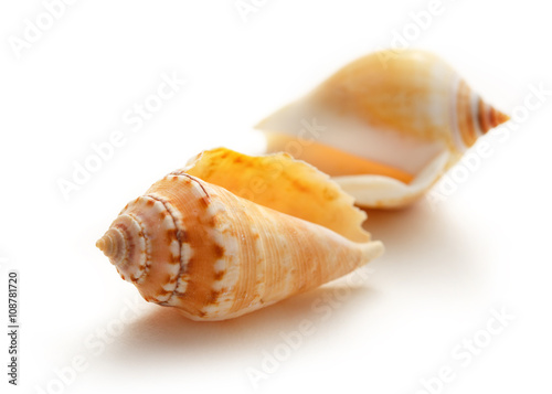 Seashells on white background in closeup