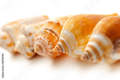 Many seashells on white background