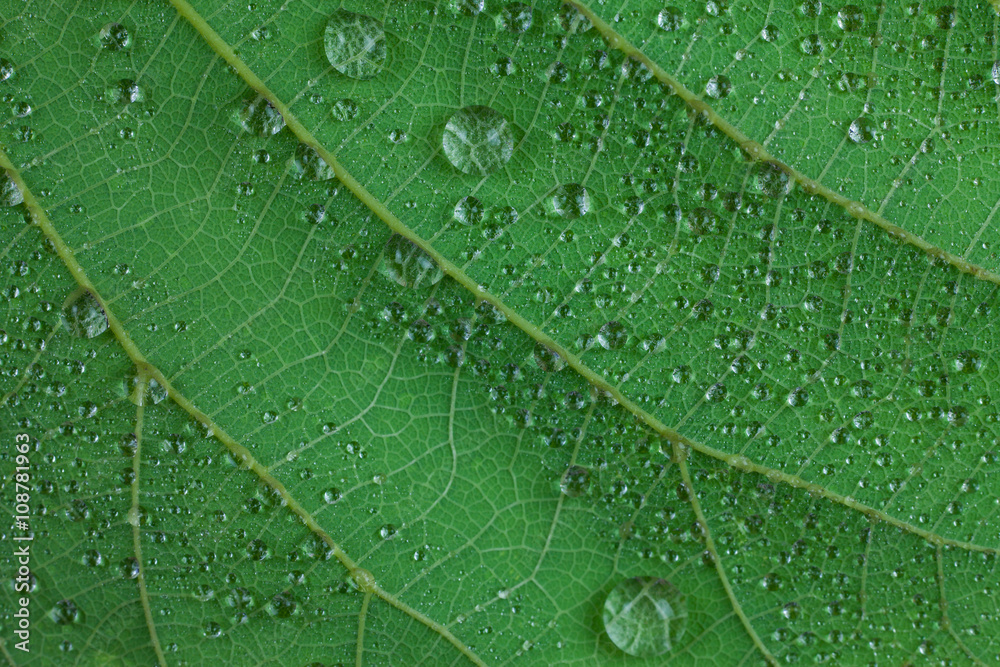 Water droplets on a green leaf. Water droplets on a green leaf.