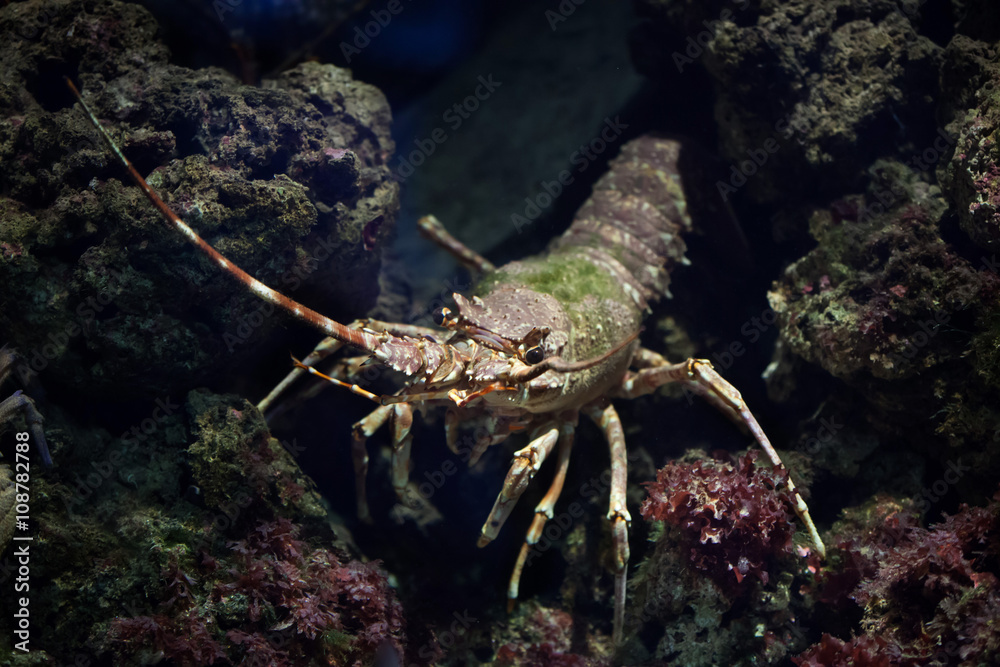 Common spiny lobster (Palinurus elephas). Common spiny lobster (Palinurus elephas).