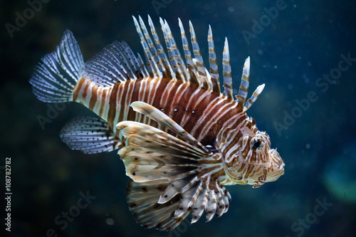 Red lionfish (Pterois volitans). photo