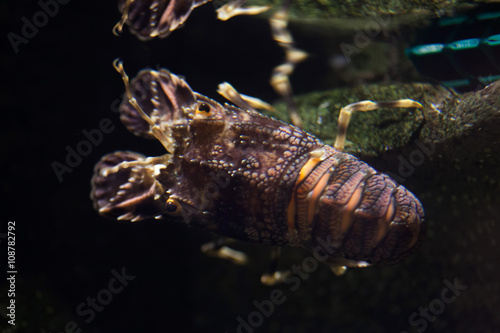 Small European locust lobster (Scyllarus arctus). photo