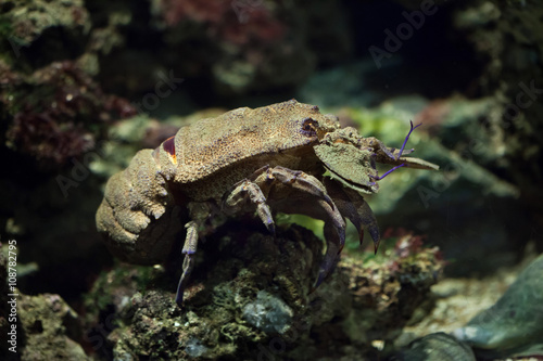 Mediterranean slipper lobster (Scyllarides latus).