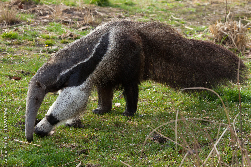 Giant anteater (Myrmecophaga tridactyla). Giant anteater (Myrmecophaga tridactyla).