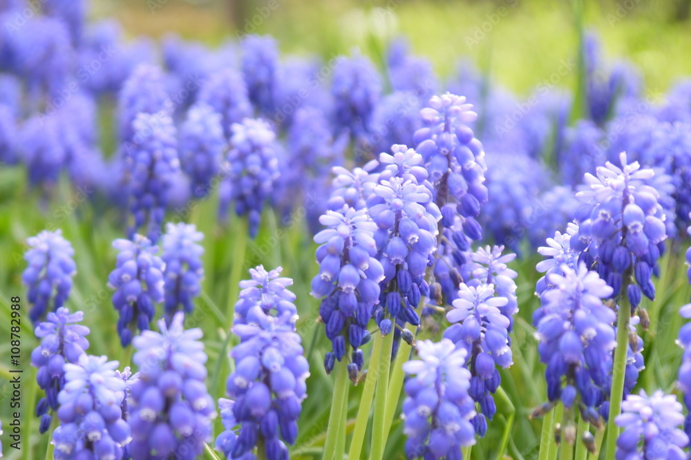 Fototapeta premium ムスカリ