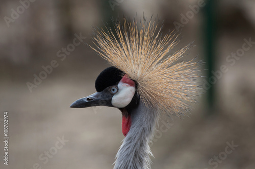Grey crowned crane (Balearica regulorum).