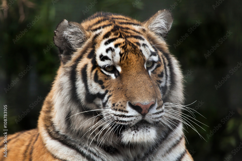 Siberian tiger (Panthera tigris altaica) Siberian tiger (Panthera tigris altaica)