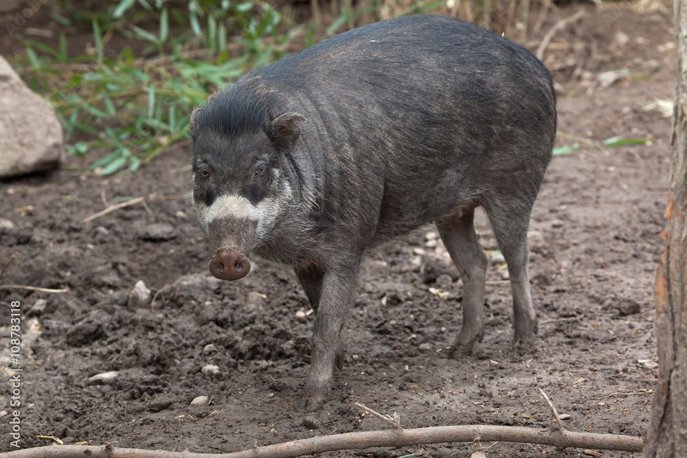 Visayan warty pig (Sus cebifrons). Visayan warty pig (Sus cebifrons).