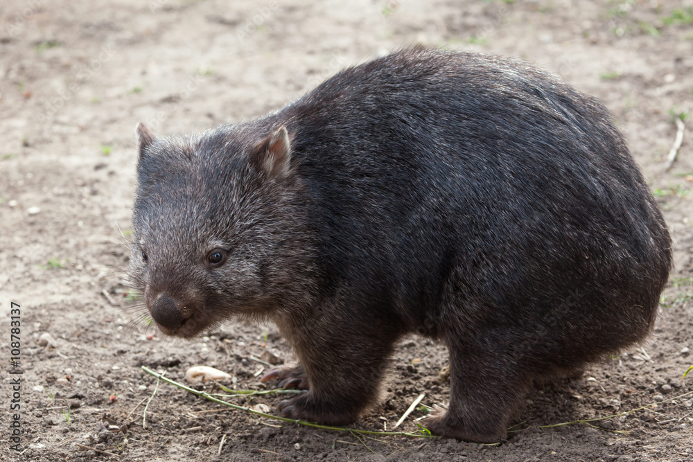 Common wombat (Vombatus ursinus). Common wombat (Vombatus ursinus).