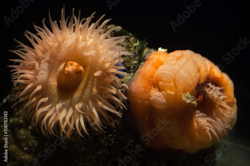 Beadlet anemone (Actinia equine). photo