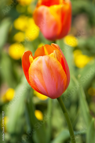 colorful tulip field orange in botany garden