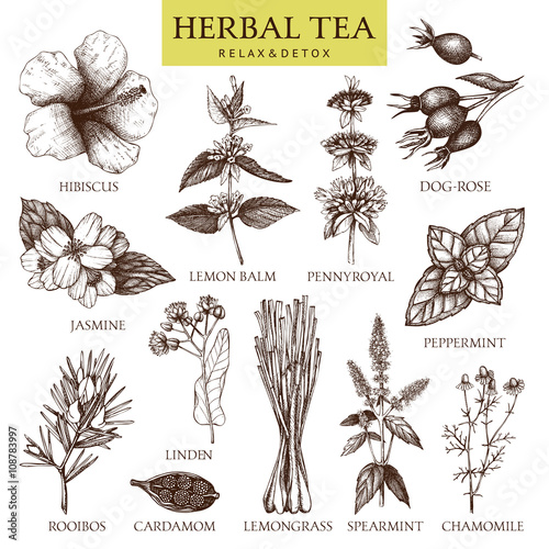 Botanical collection of hand drawn herbal tea ingredients. Decorative vector set of vintage medicinal herbs and spice sketch isolated on white.