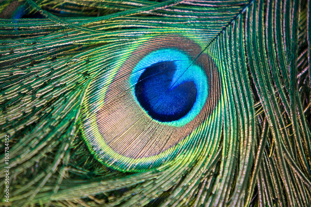 Fototapeta premium Close up male peacock tail feathers