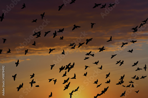 Flying pigeons on the sunset  © canaran