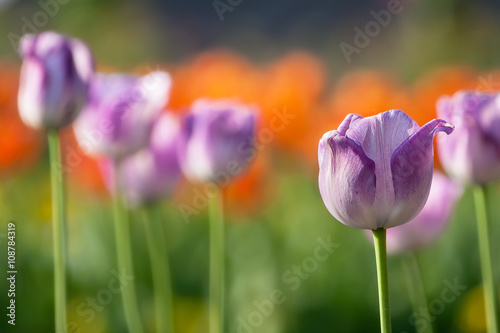colorful tulip field purple in botany garden