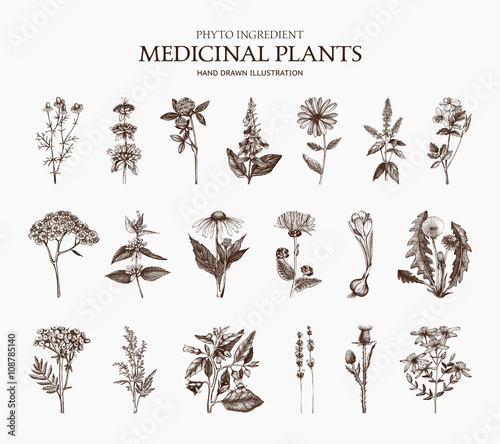 Big Vector Collection of hand drawn Spices and Herbs. Botanical plant illustration. Vintage Medicinal Herbs and Poisonous Plants sketch set isolated on white