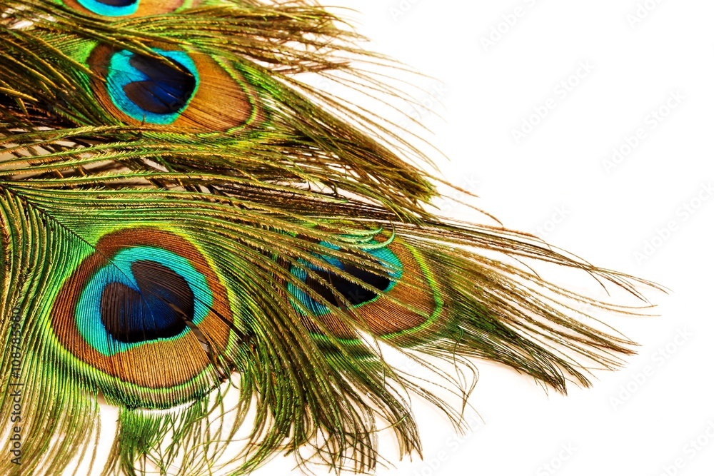 Fototapeta premium Peacock feather close up view