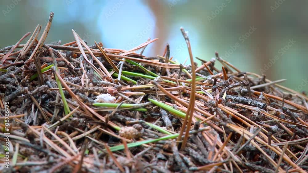 Anthill in the Northern Forest, Life of Ants, Wildlife Anthill in the Northern Forest, Life of Ants, Wildlife
