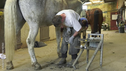 the farrier removes the horseshoe and  prepares the horse's hoof