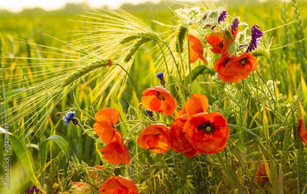 Fototapeta premium mak polny pośród ziół i kwiatów polnych na łące