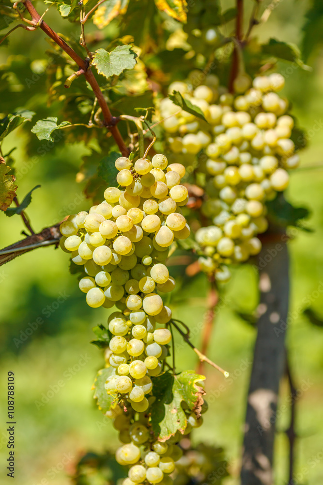 Ripe white grape cluster