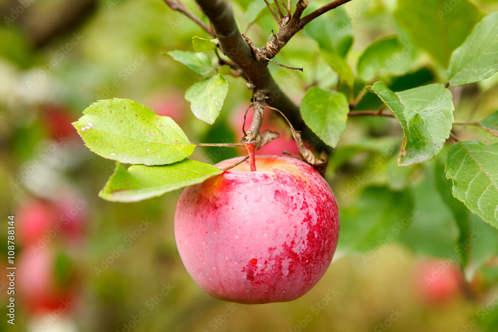 Ripe red apple on branch Ripe red apple on branch