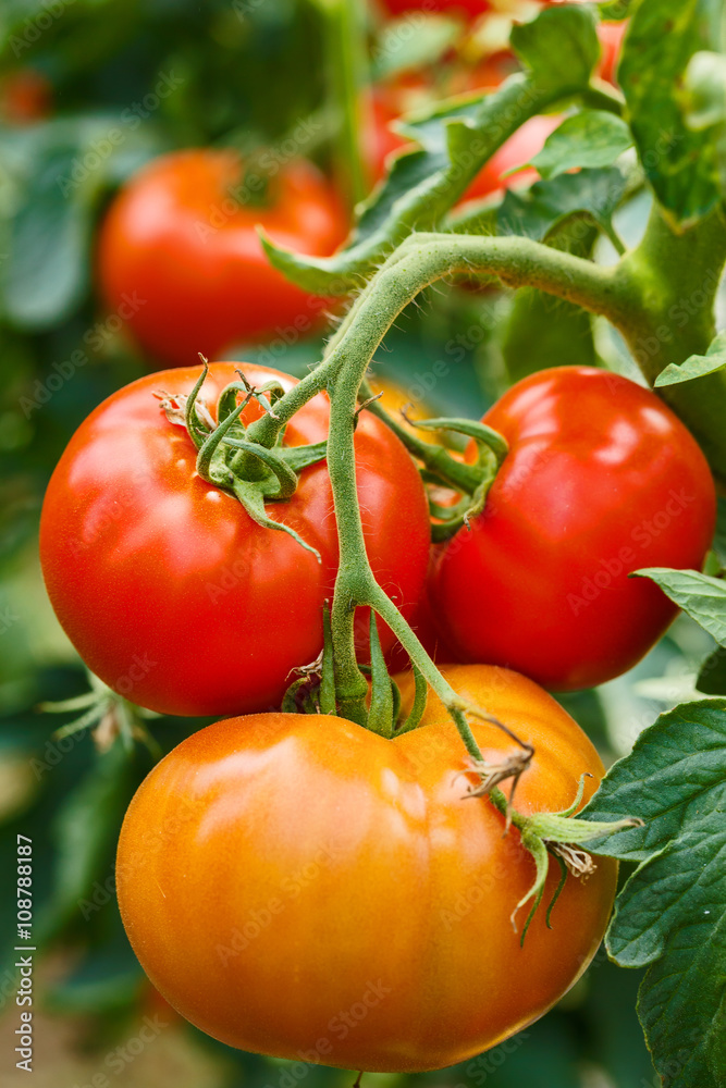 Ripe tomato cluster in greenhouse