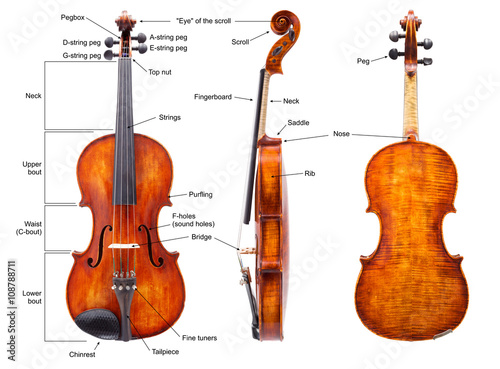 Anatomy of a violin  English 