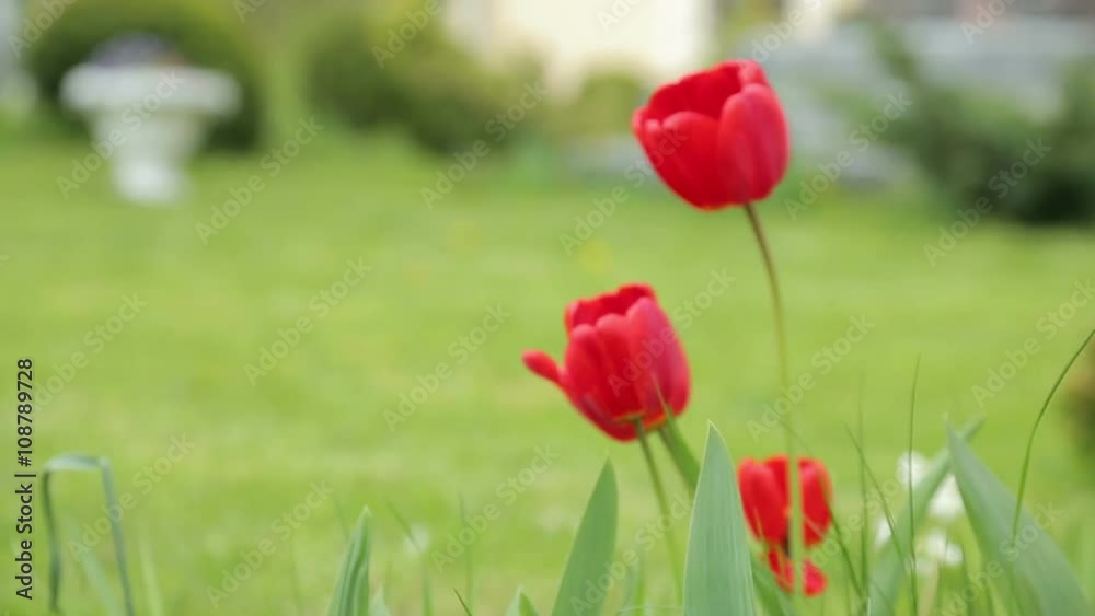 Red tulips gentle sliding motion in backyard Red tulips gentle sliding motion in backyard