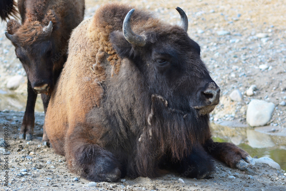Fototapeta premium Wisent / Bison chillin on the Floor / Wildlife
