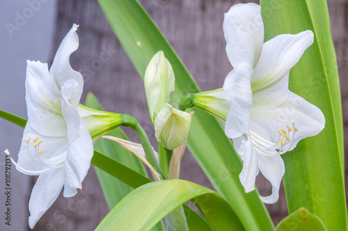 Fototapeta Naklejka Na Ścianę i Meble -  fleurs de lys