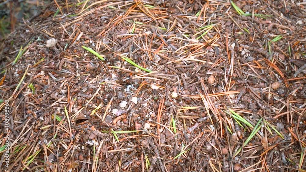 Anthill in the Northern Forest, Life of Ants, Wildlife Anthill in the Northern Forest, Life of Ants, Wildlife
