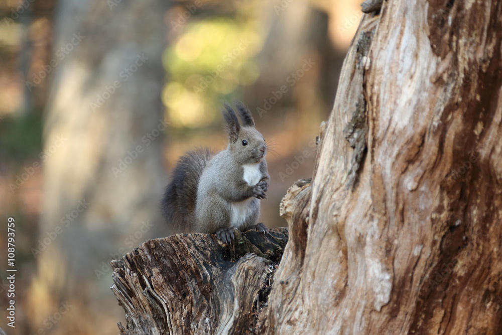 Fototapeta premium エゾリス,リス科リス属キタリス種の亜種