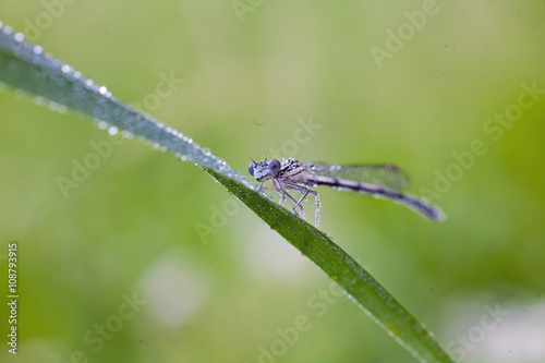Beautiful closeup dragonfly on the grass