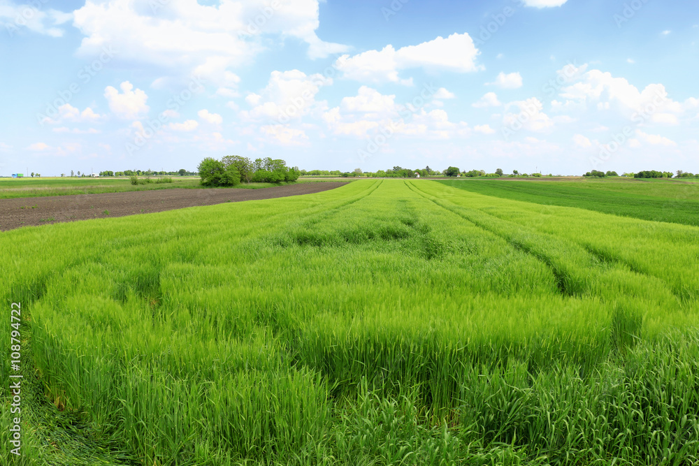 Naklejka premium Beautiful spring landscape: Green field of rye
