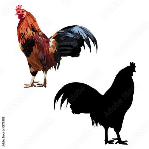 chicken/ 酉年、鶏

