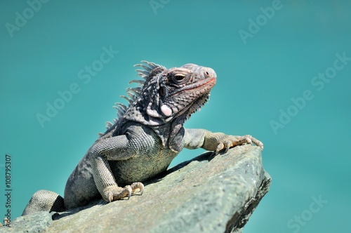 An Iguana on a rock with a teal background.