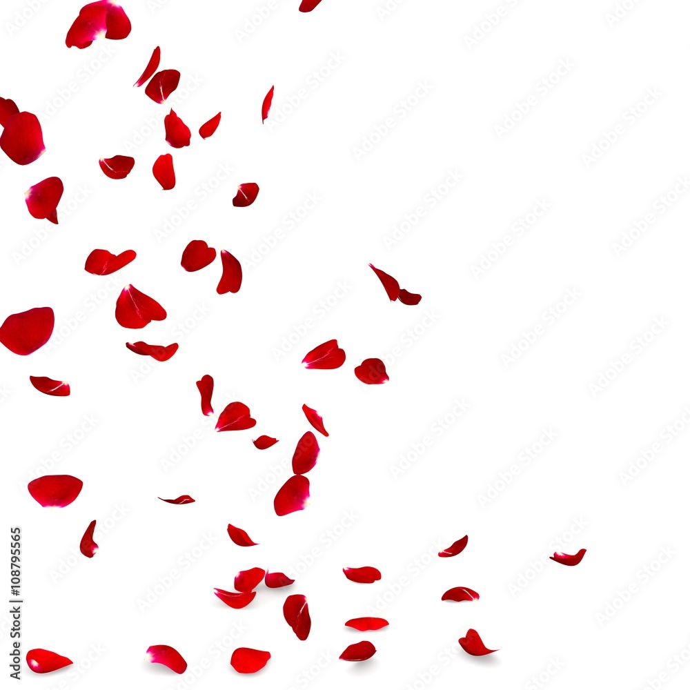 Rose petals fall to the floor Rose petals fall to the floor