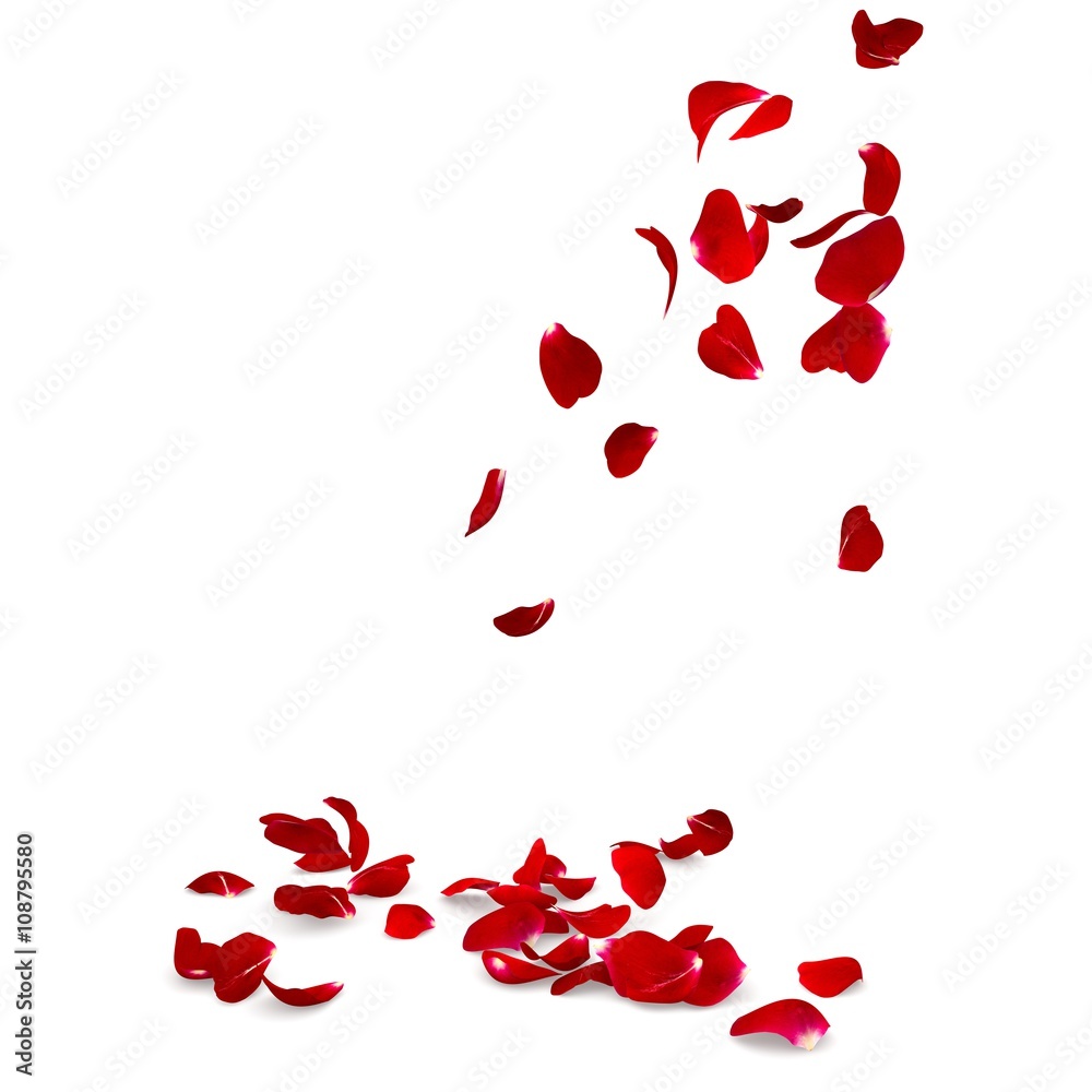 Rose petals fall to the floor