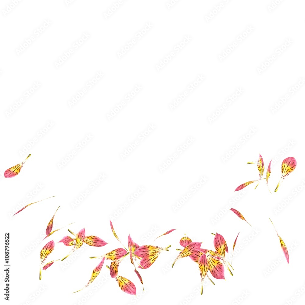 The orchid petals are flying in a circle on isolated white background The orchid petals are flying in a circle on isolated white background