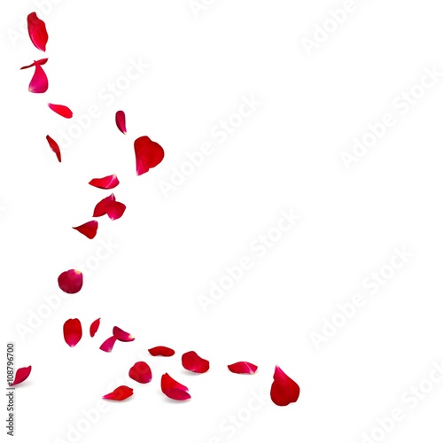 Rose petals fall to the floor